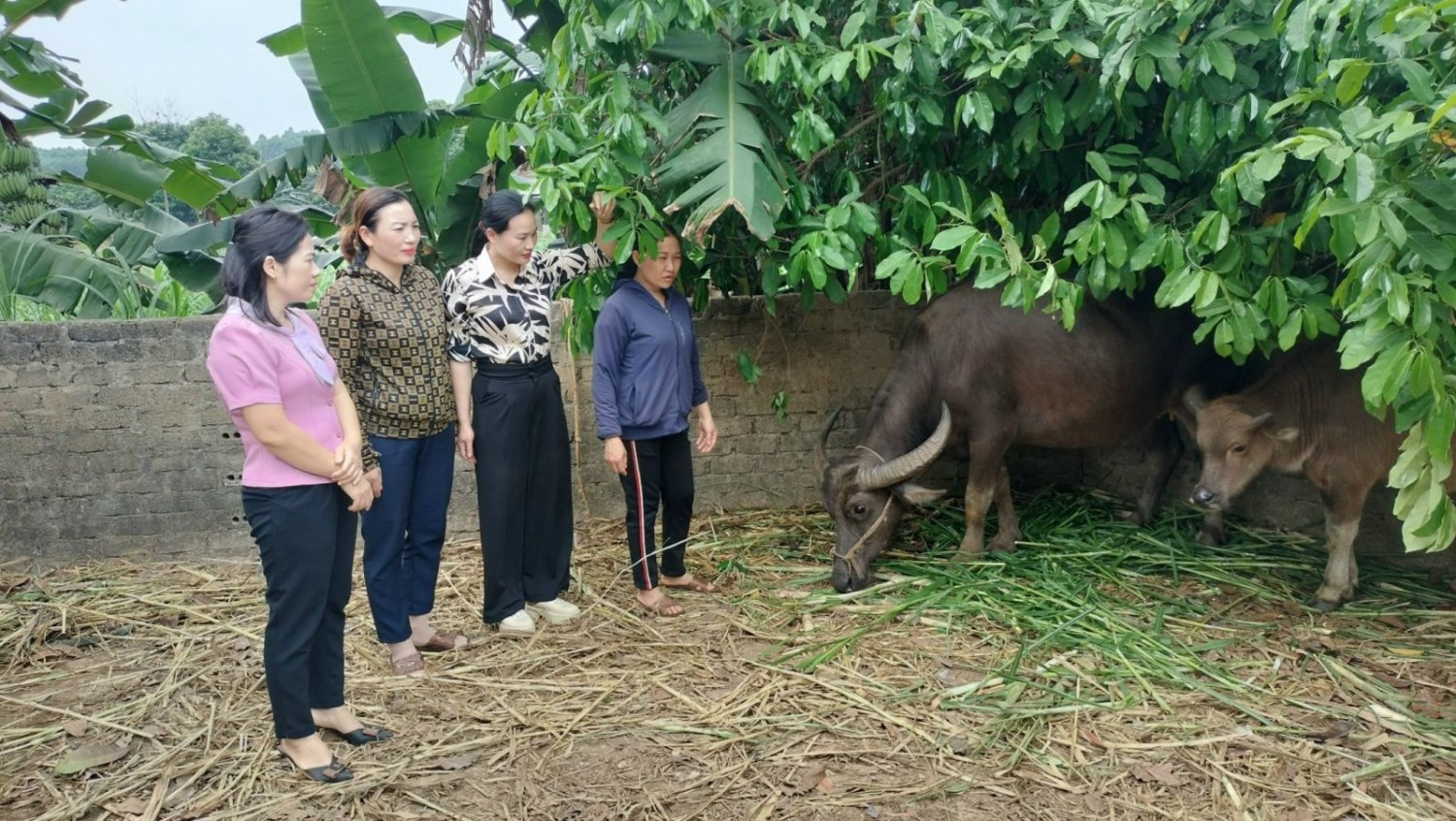 nhieu ho dan vuon len cai thien cuoc song nho nguon von tin dung