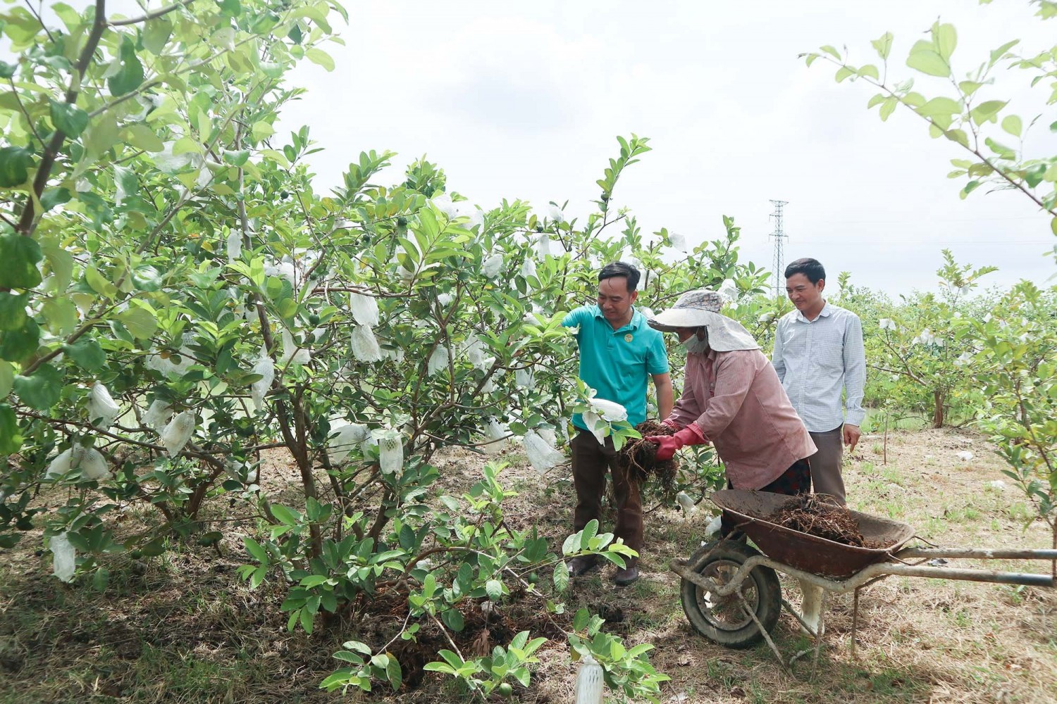 nong dan xa quynh thach su dung phan huu co vi sinh trong cham soc cay an qua